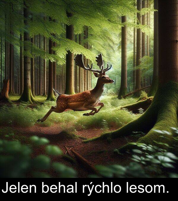 lesom: Jelen behal rýchlo lesom.