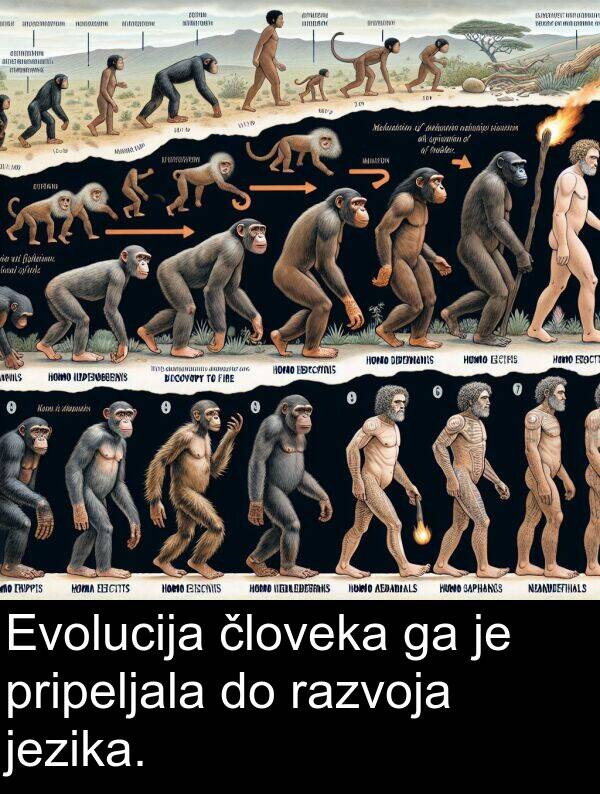 človeka: Evolucija človeka ga je pripeljala do razvoja jezika.