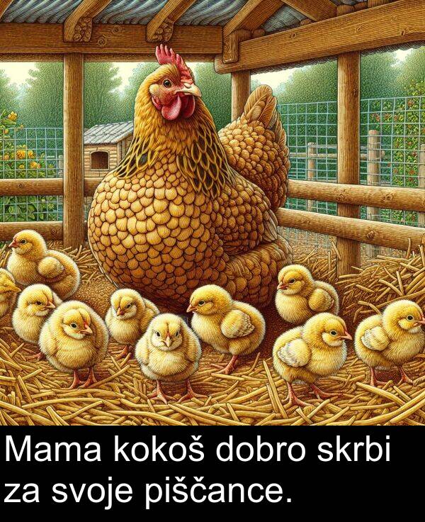 svoje: Mama kokoš dobro skrbi za svoje piščance.