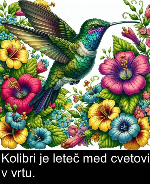 med: Kolibri je leteč med cvetovi v vrtu.