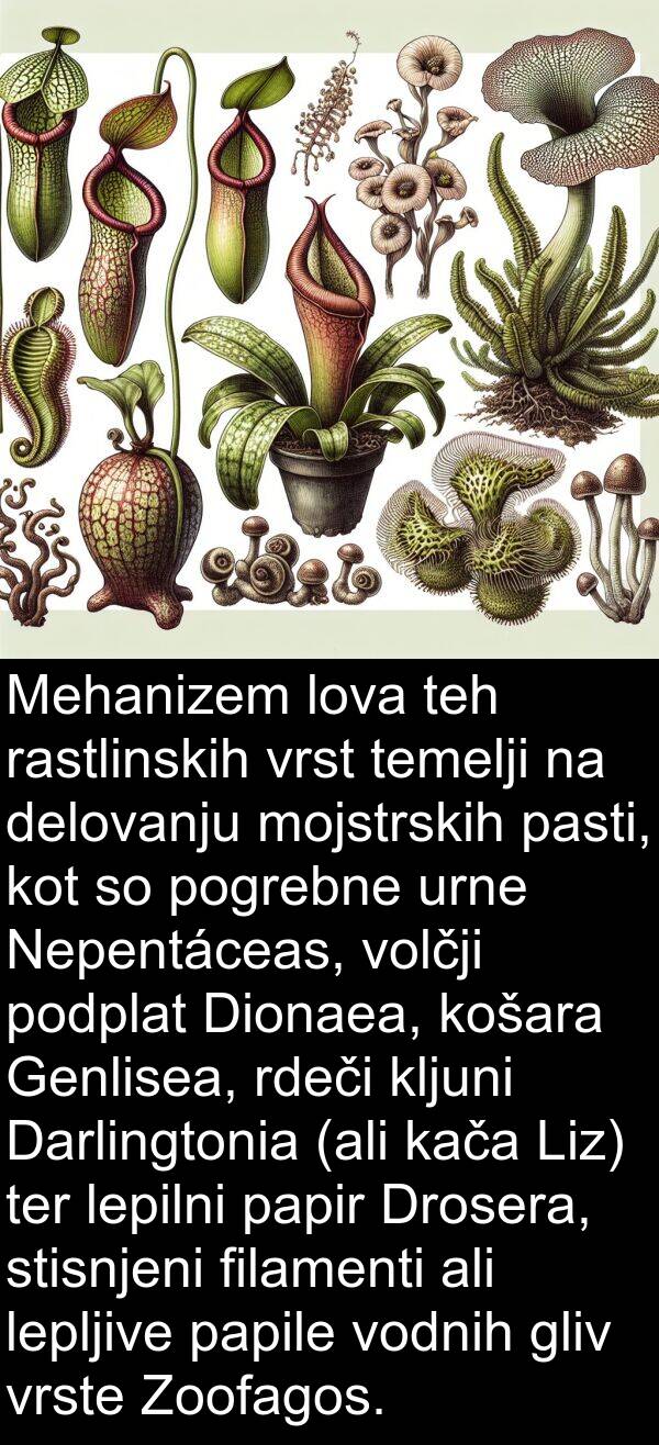 rastlinskih: Mehanizem lova teh rastlinskih vrst temelji na delovanju mojstrskih pasti, kot so pogrebne urne Nepentáceas, volčji podplat Dionaea, košara Genlisea, rdeči kljuni Darlingtonia (ali kača Liz) ter lepilni papir Drosera, stisnjeni filamenti ali lepljive papile vodnih gliv vrste Zoofagos.