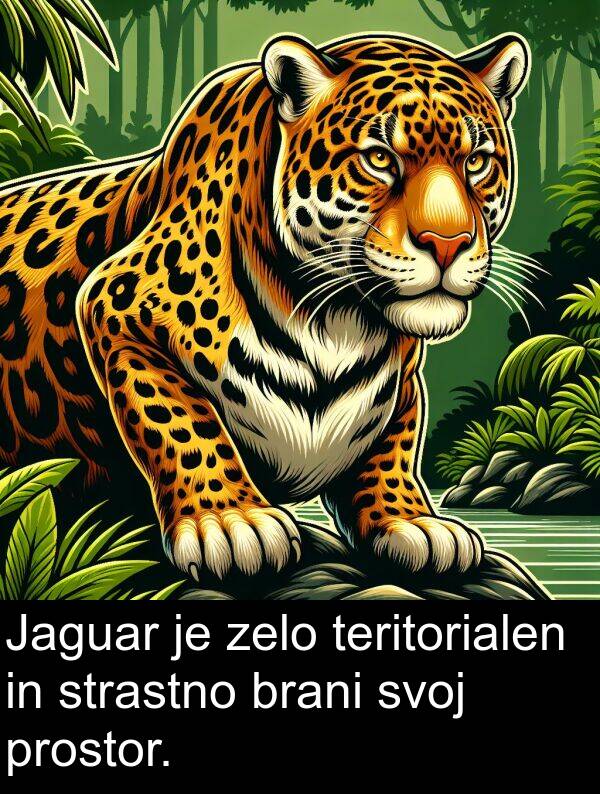 svoj: Jaguar je zelo teritorialen in strastno brani svoj prostor.