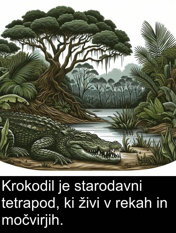 živi: Krokodil je starodavni tetrapod, ki živi v rekah in močvirjih.