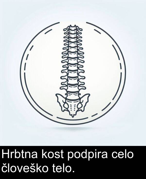 celo: Hrbtna kost podpira celo človeško telo.