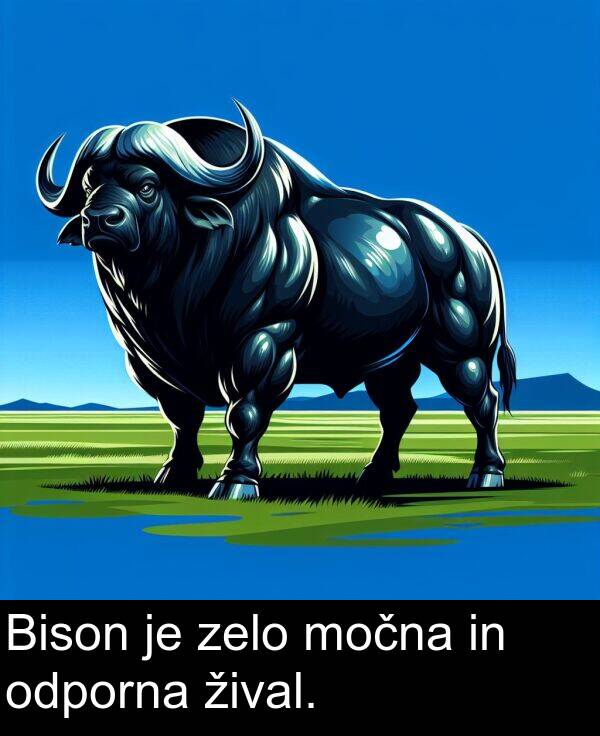 močna: Bison je zelo močna in odporna žival.