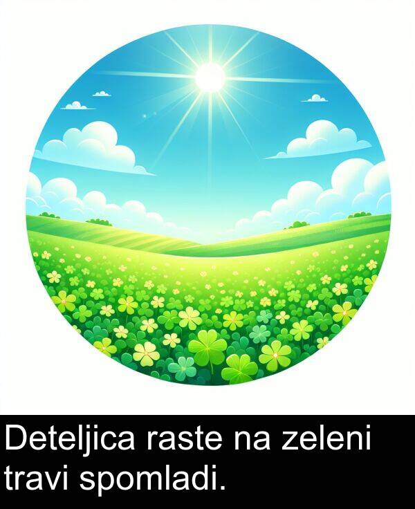 raste: Deteljica raste na zeleni travi spomladi.