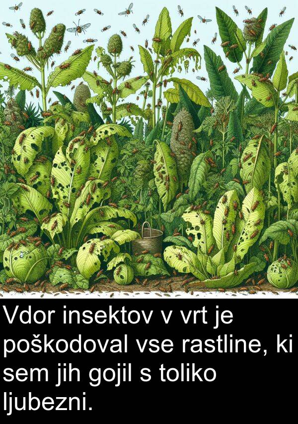 rastline: Vdor insektov v vrt je poškodoval vse rastline, ki sem jih gojil s toliko ljubezni.