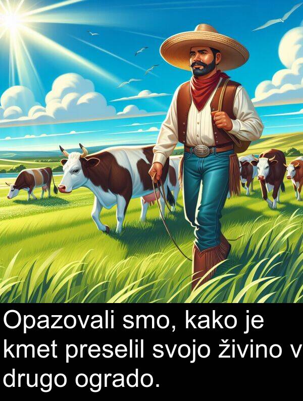 kako: Opazovali smo, kako je kmet preselil svojo živino v drugo ogrado.