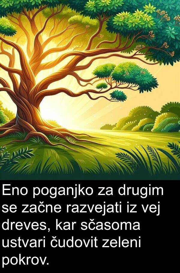 vej: Eno poganjko za drugim se začne razvejati iz vej dreves, kar sčasoma ustvari čudovit zeleni pokrov.