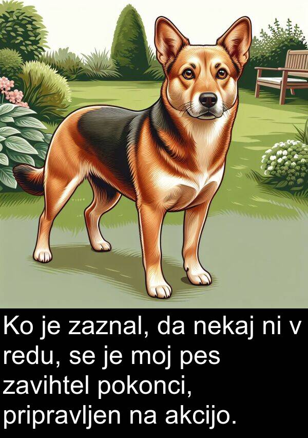 akcijo: Ko je zaznal, da nekaj ni v redu, se je moj pes zavihtel pokonci, pripravljen na akcijo.