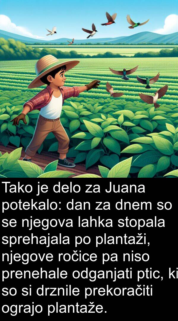 delo: Tako je delo za Juana potekalo: dan za dnem so se njegova lahka stopala sprehajala po plantaži, njegove ročice pa niso prenehale odganjati ptic, ki so si drznile prekoračiti ograjo plantaže.