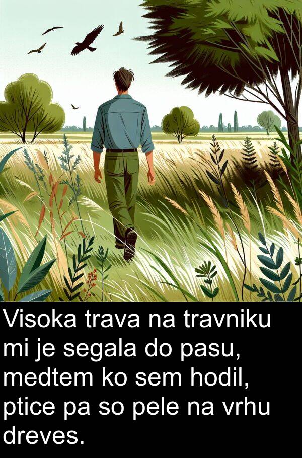 pasu: Visoka trava na travniku mi je segala do pasu, medtem ko sem hodil, ptice pa so pele na vrhu dreves.