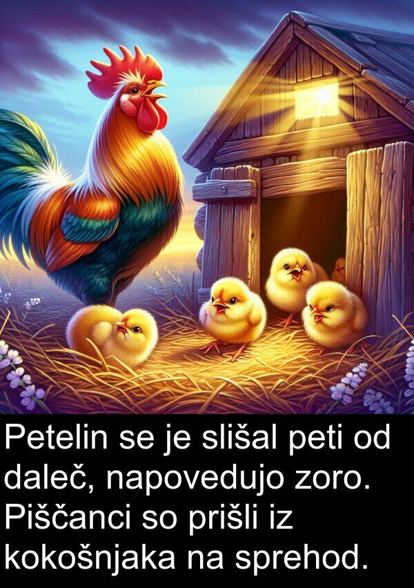 peti: Petelin se je slišal peti od daleč, napovedujo zoro. Piščanci so prišli iz kokošnjaka na sprehod.