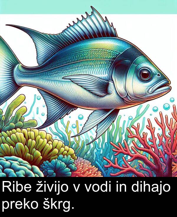 živijo: Ribe živijo v vodi in dihajo preko škrg.