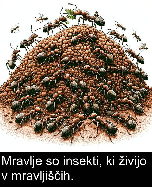 živijo: Mravlje so insekti, ki živijo v mravljiščih.