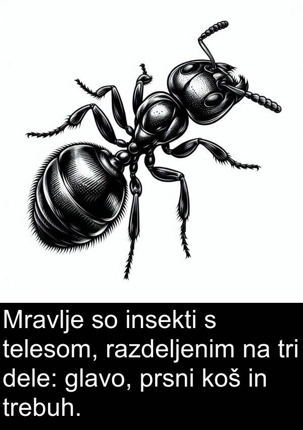 telesom: Mravlje so insekti s telesom, razdeljenim na tri dele: glavo, prsni koš in trebuh.