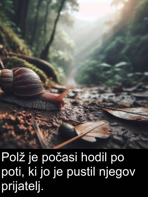 hodil: Polž je počasi hodil po poti, ki jo je pustil njegov prijatelj.