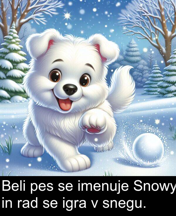 pes: Beli pes se imenuje Snowy in rad se igra v snegu.