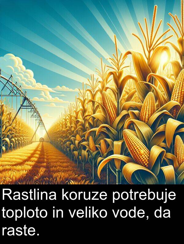 raste: Rastlina koruze potrebuje toploto in veliko vode, da raste.