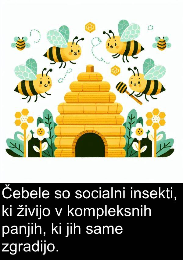 živijo: Čebele so socialni insekti, ki živijo v kompleksnih panjih, ki jih same zgradijo.