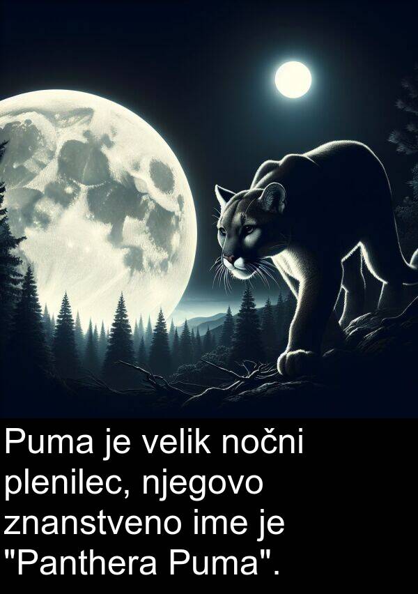 velik: Puma je velik nočni plenilec, njegovo znanstveno ime je "Panthera Puma".