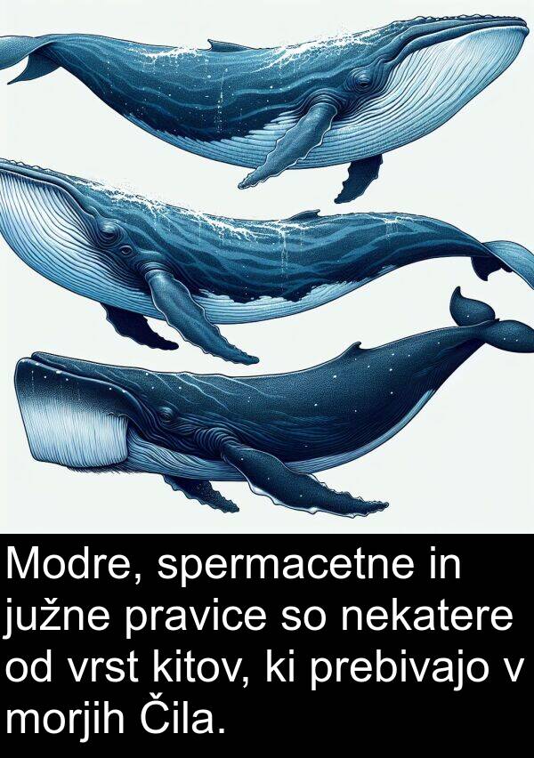 kitov: Modre, spermacetne in južne pravice so nekatere od vrst kitov, ki prebivajo v morjih Čila.