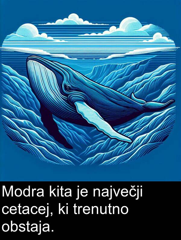 kita: Modra kita je največji cetacej, ki trenutno obstaja.