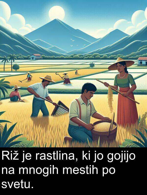 gojijo: Riž je rastlina, ki jo gojijo na mnogih mestih po svetu.