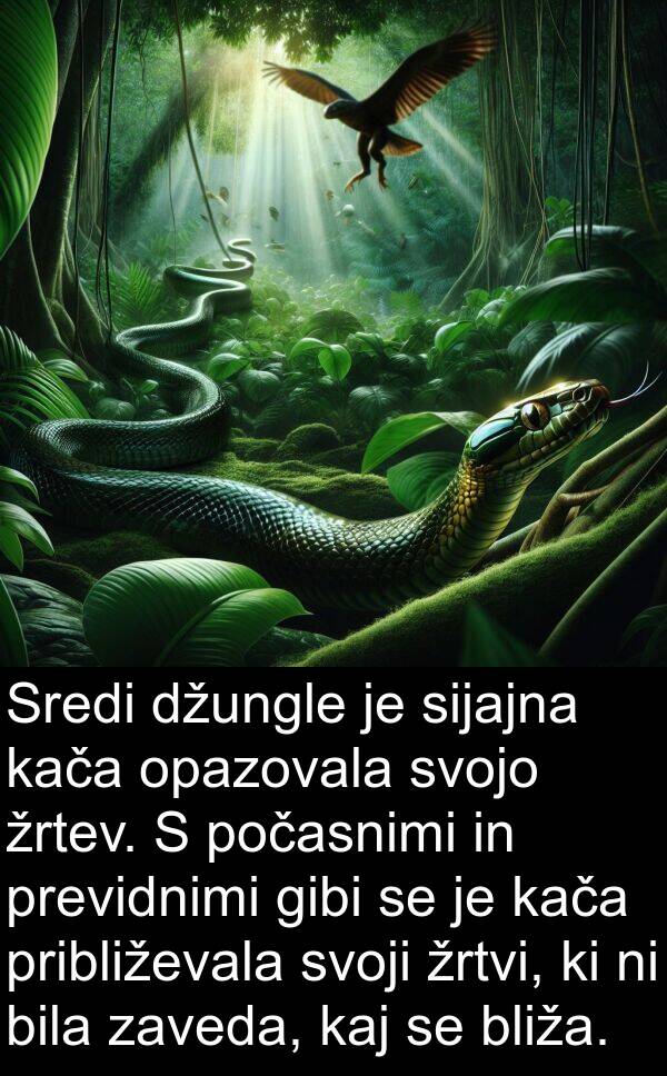 kaj: Sredi džungle je sijajna kača opazovala svojo žrtev. S počasnimi in previdnimi gibi se je kača približevala svoji žrtvi, ki ni bila zaveda, kaj se bliža.