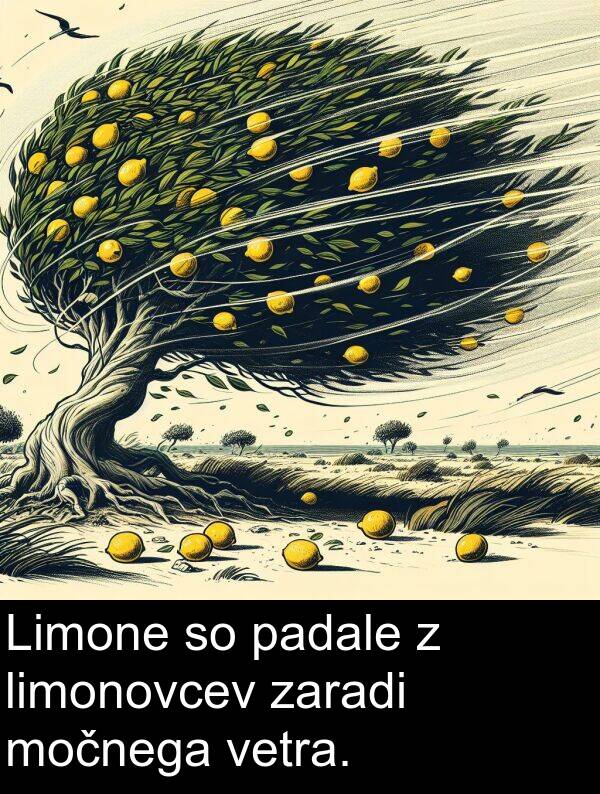 vetra: Limone so padale z limonovcev zaradi močnega vetra.