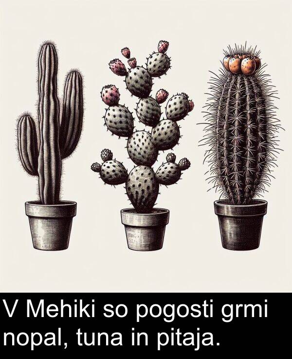 pogosti: V Mehiki so pogosti grmi nopal, tuna in pitaja.