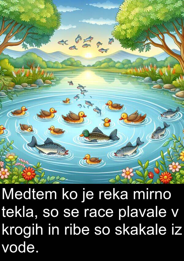 race: Medtem ko je reka mirno tekla, so se race plavale v krogih in ribe so skakale iz vode.