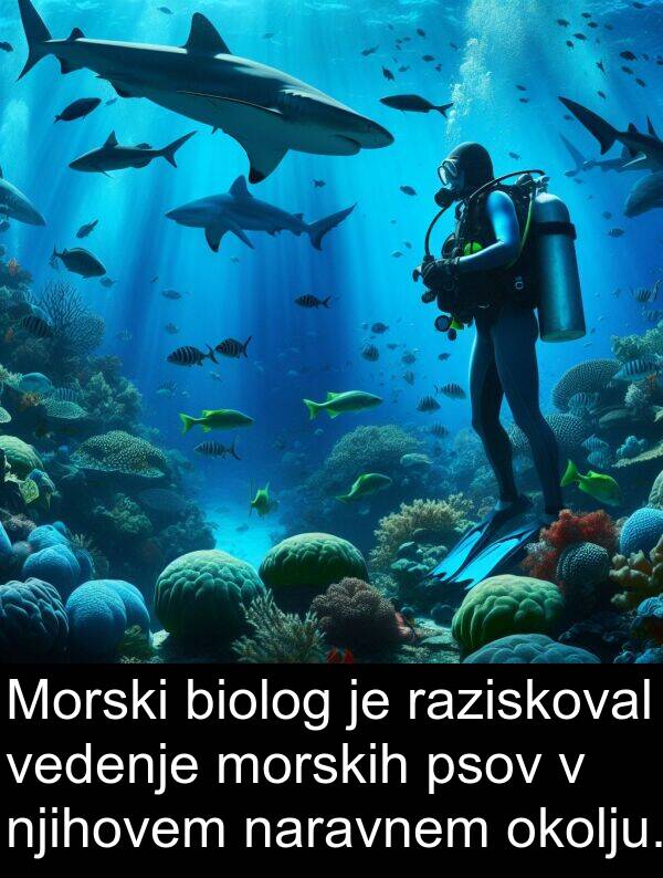 raziskoval: Morski biolog je raziskoval vedenje morskih psov v njihovem naravnem okolju.