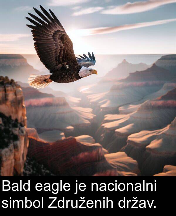 nacionalni: Bald eagle je nacionalni simbol Združenih držav.