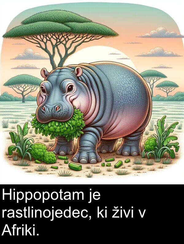 živi: Hippopotam je rastlinojedec, ki živi v Afriki.