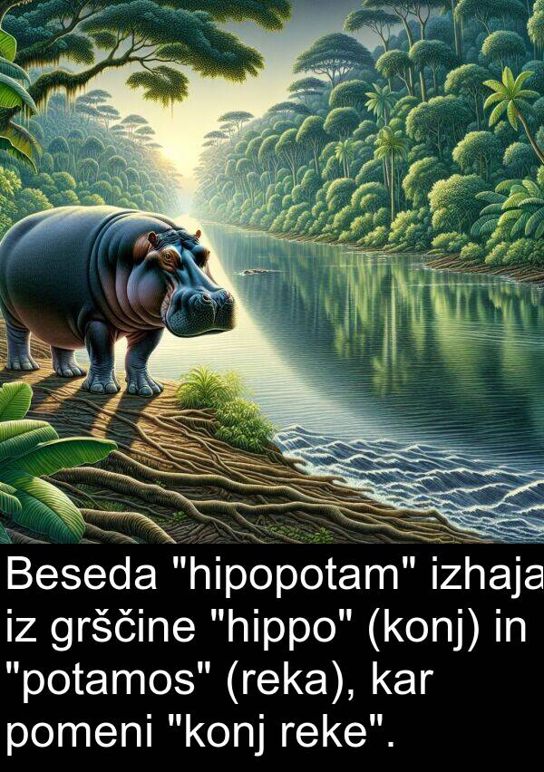 izhaja: Beseda "hipopotam" izhaja iz grščine "hippo" (konj) in "potamos" (reka), kar pomeni "konj reke".