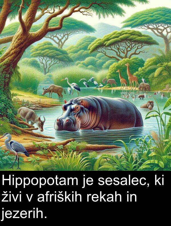 afriških: Hippopotam je sesalec, ki živi v afriških rekah in jezerih.