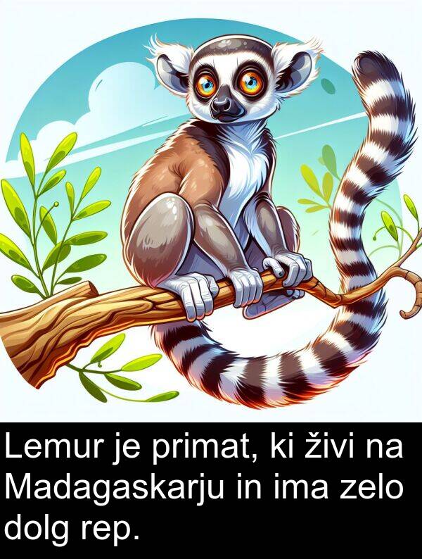 živi: Lemur je primat, ki živi na Madagaskarju in ima zelo dolg rep.