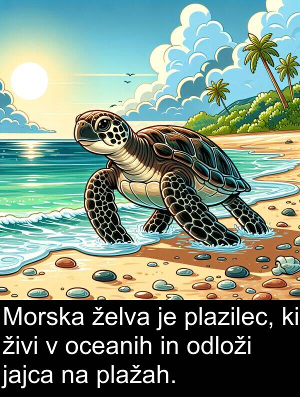 živi: Morska želva je plazilec, ki živi v oceanih in odloži jajca na plažah.