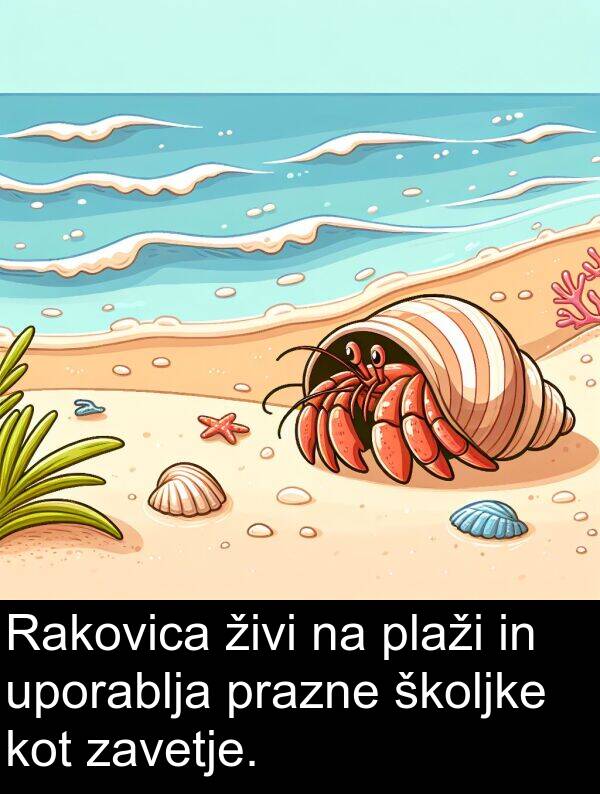 živi: Rakovica živi na plaži in uporablja prazne školjke kot zavetje.