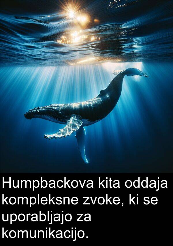 kita: Humpbackova kita oddaja kompleksne zvoke, ki se uporabljajo za komunikacijo.