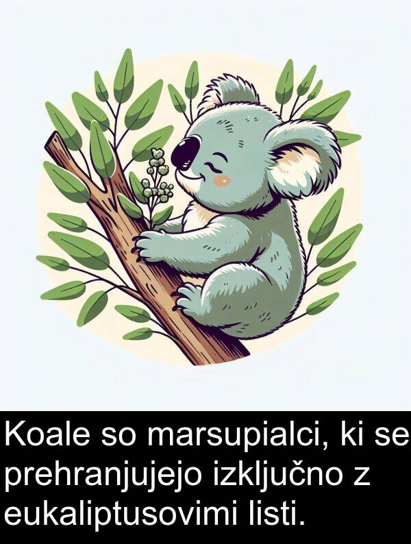 listi: Koale so marsupialci, ki se prehranjujejo izključno z eukaliptusovimi listi.