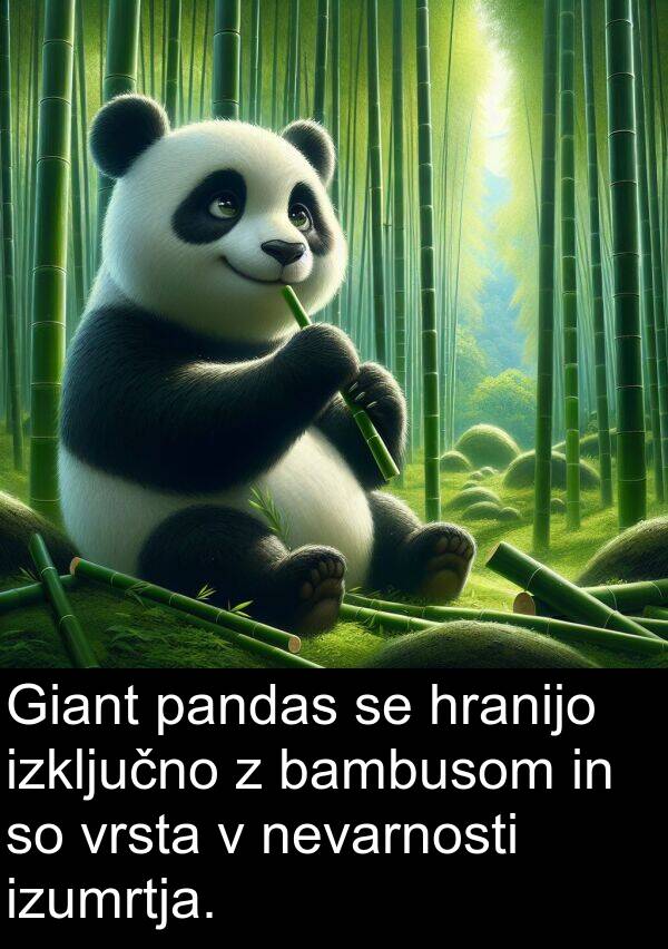 izumrtja: Giant pandas se hranijo izključno z bambusom in so vrsta v nevarnosti izumrtja.