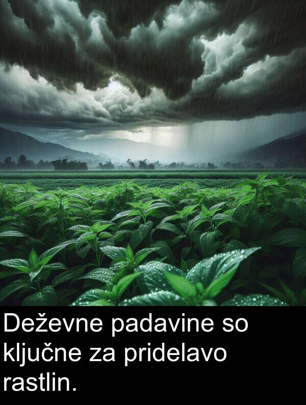 rastlin: Deževne padavine so ključne za pridelavo rastlin.