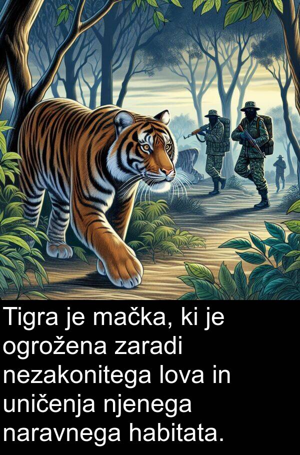 uničenja: Tigra je mačka, ki je ogrožena zaradi nezakonitega lova in uničenja njenega naravnega habitata.