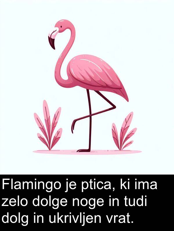 dolg: Flamingo je ptica, ki ima zelo dolge noge in tudi dolg in ukrivljen vrat.