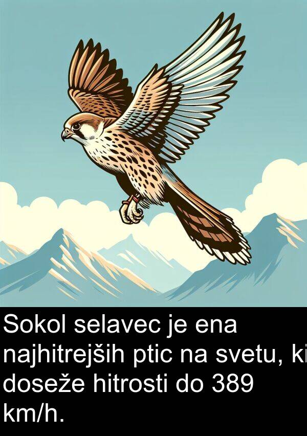 ena: Sokol selavec je ena najhitrejših ptic na svetu, ki doseže hitrosti do 389 km/h.