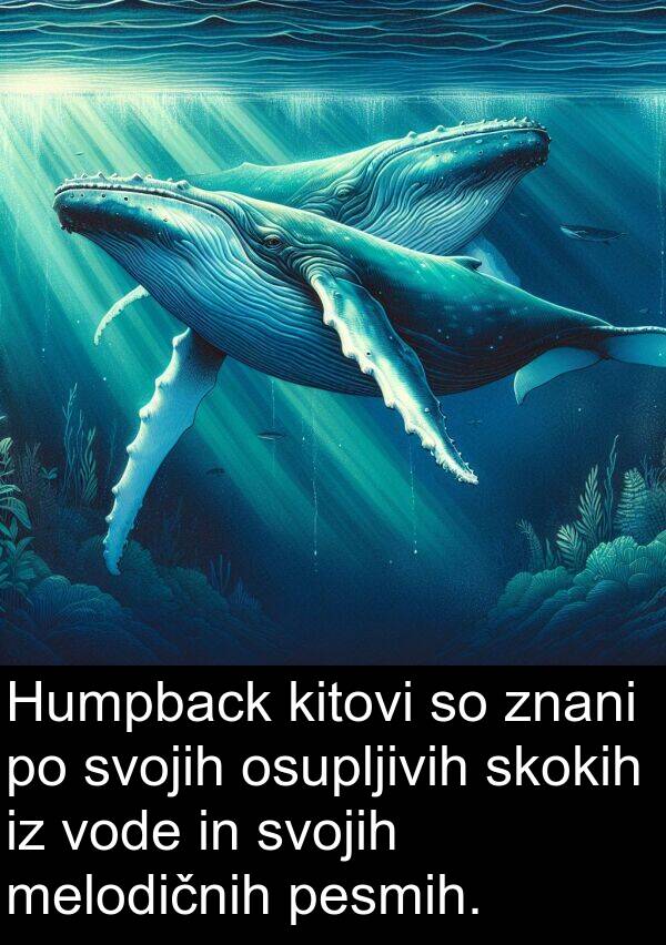 pesmih: Humpback kitovi so znani po svojih osupljivih skokih iz vode in svojih melodičnih pesmih.