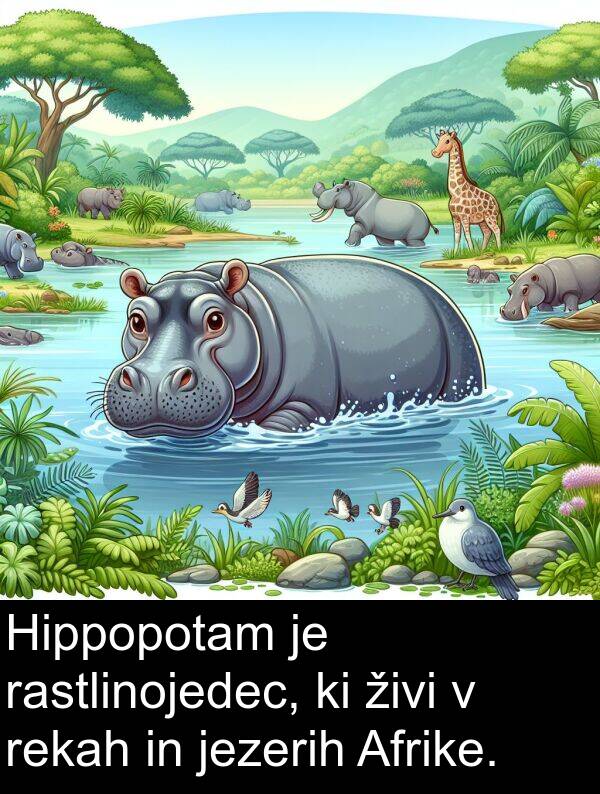 jezerih: Hippopotam je rastlinojedec, ki živi v rekah in jezerih Afrike.