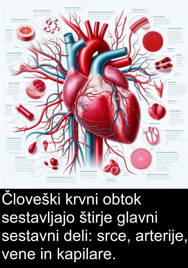 arterije: Človeški krvni obtok sestavljajo štirje glavni sestavni deli: srce, arterije, vene in kapilare.